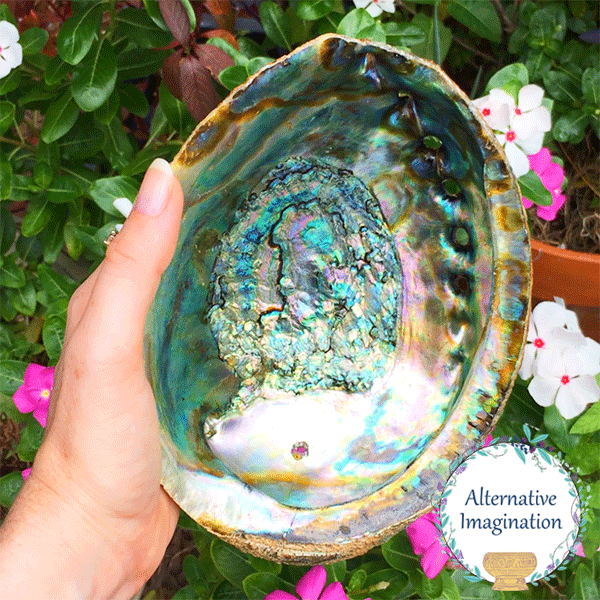 Abalone Shell for Crafts & Jewelry Making (Clearance)