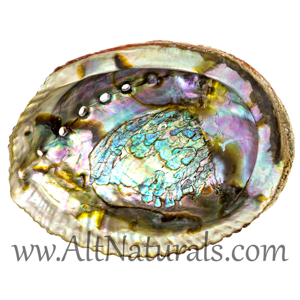 5"+ Hand-selected Premium Abalone Shell with 6" Wooden Cobra Stand