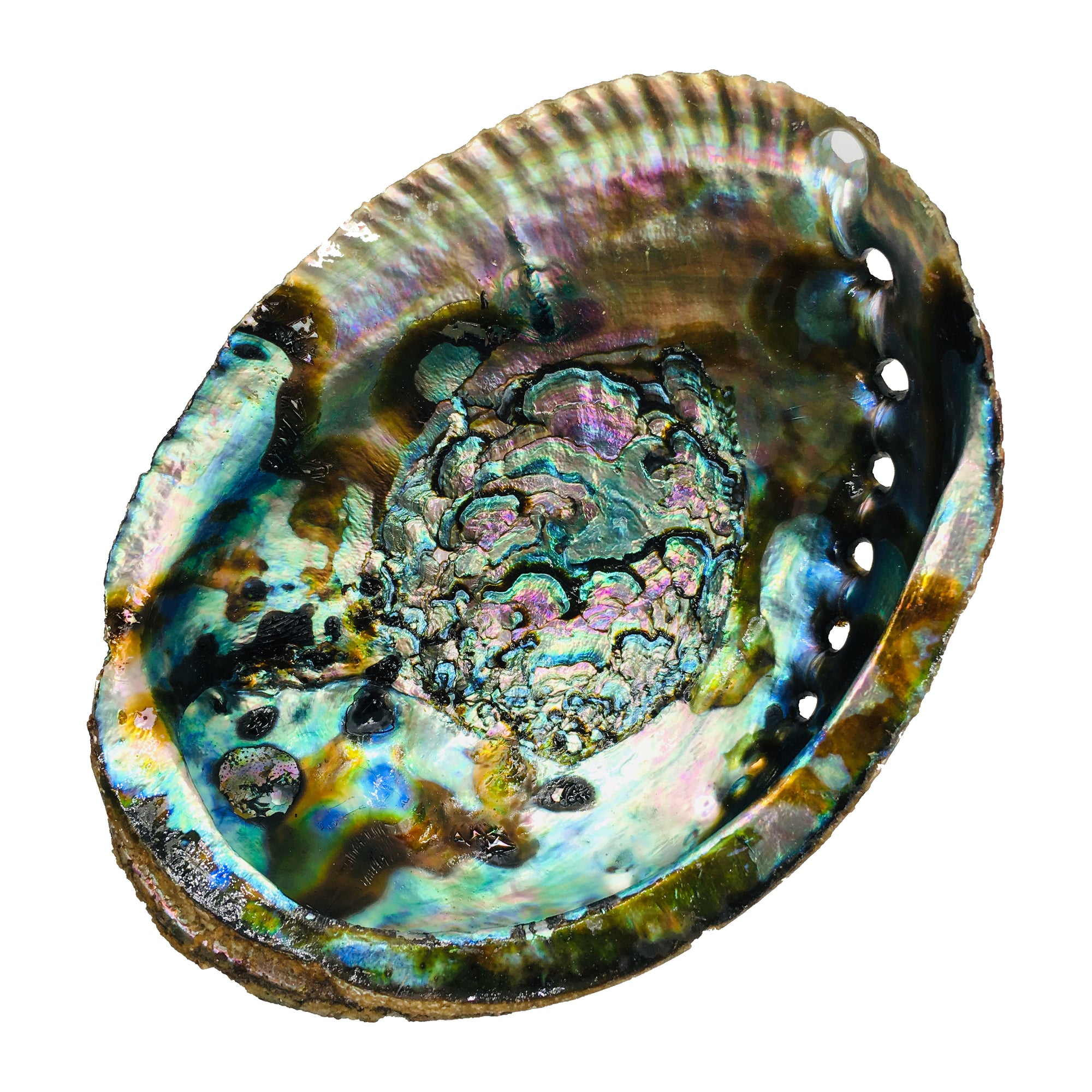 Abalone Shell (Clearance)