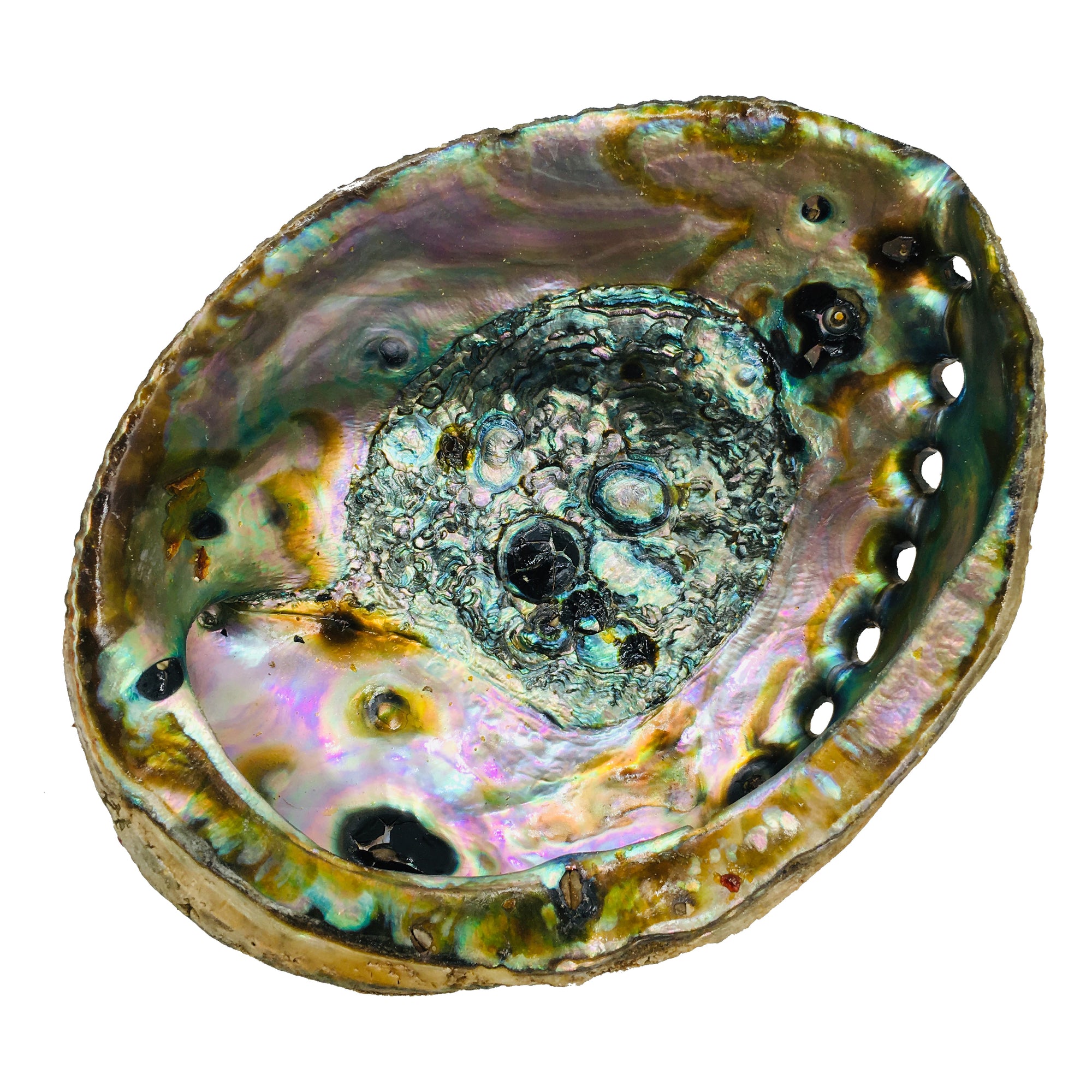 Abalone Shell (Clearance)