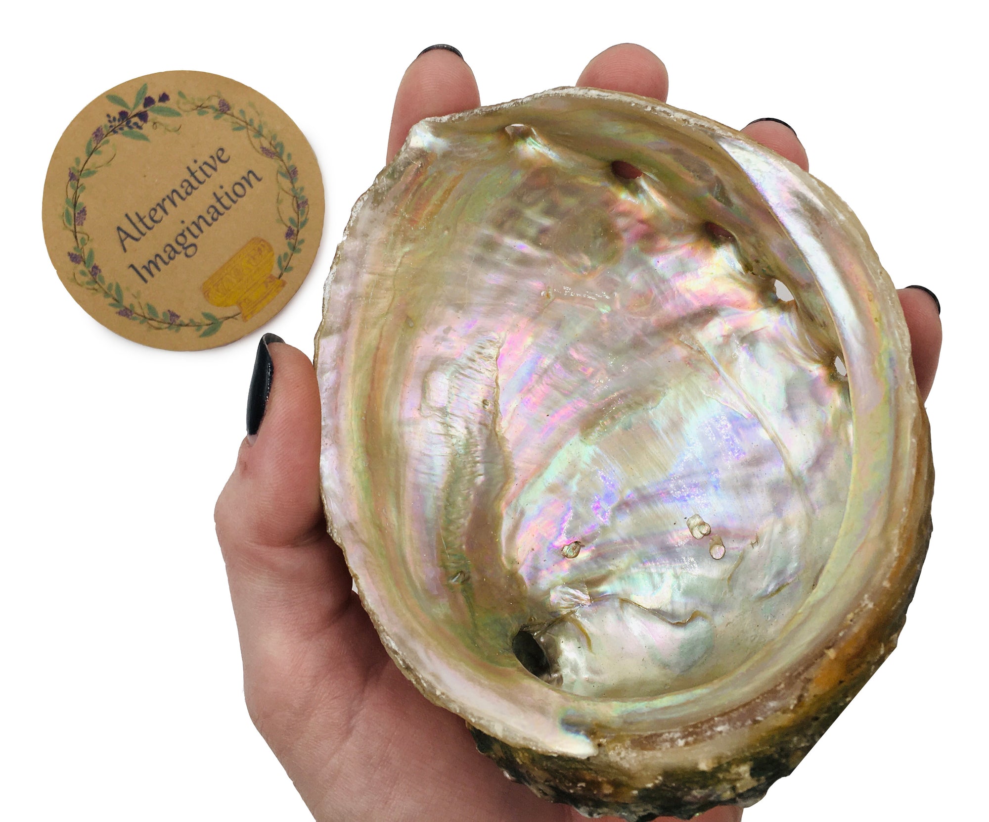 4" Mini Hand-selected Premium Abalone Shell with 4" Wooden Cobra Stand