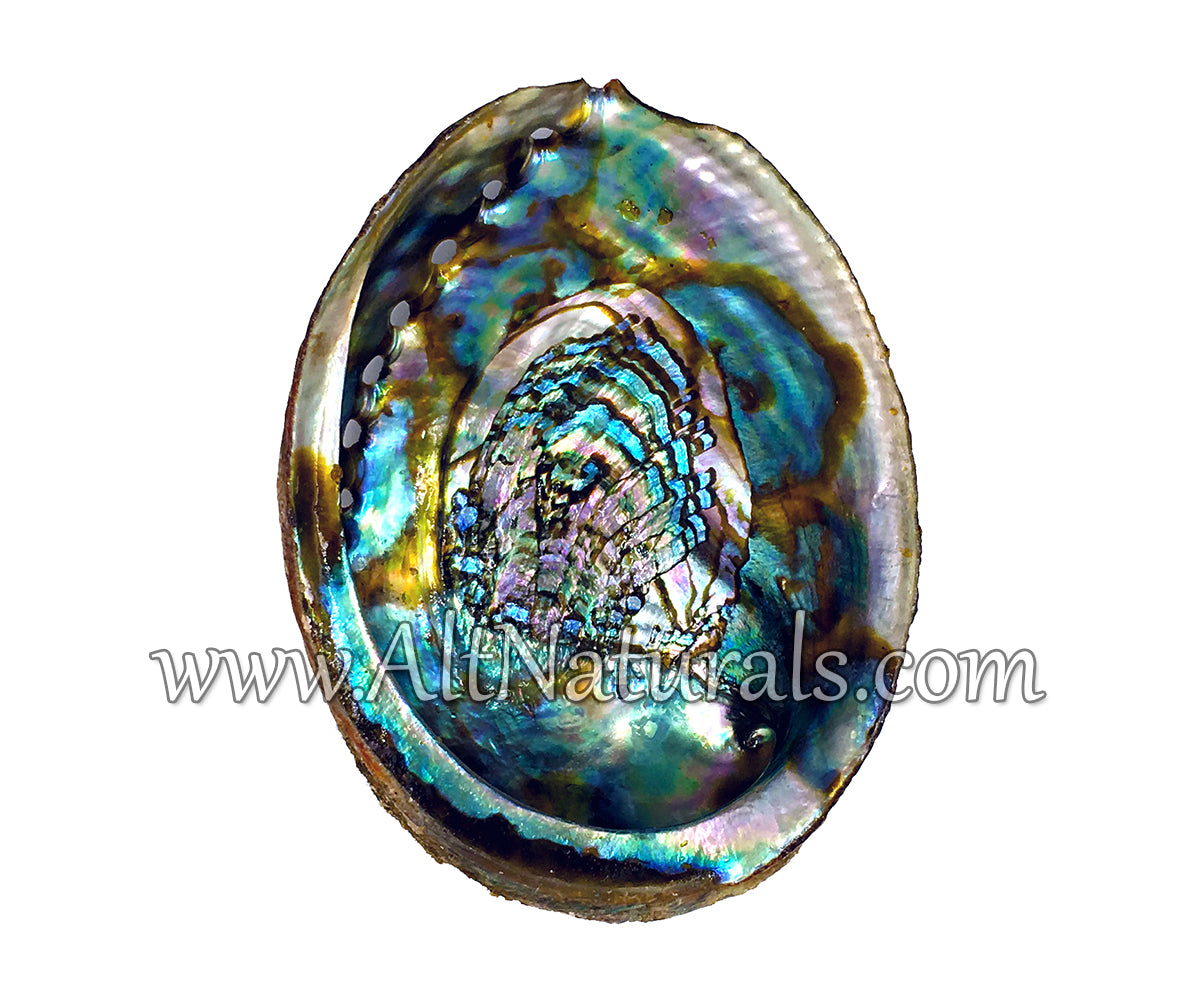 Abalone Shells for Smudging, Decoration, and More (4" - 7" Size)