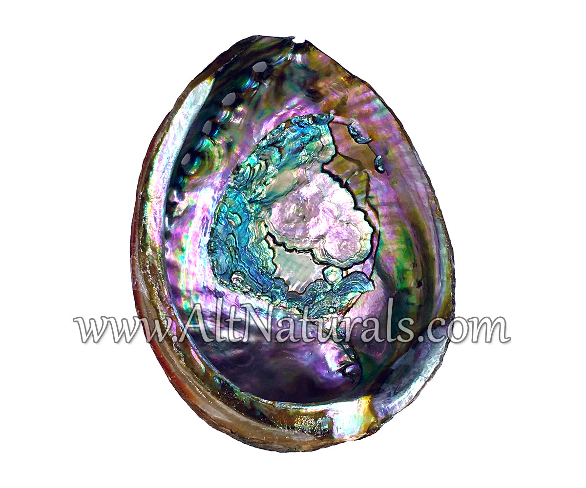 Abalone Shells for Smudging, Decoration, and More (4" - 7" Size)