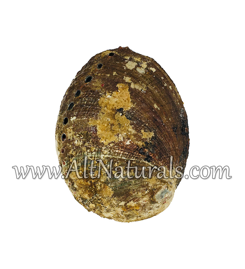 Abalone Shells for Smudging, Decoration, and More (4" - 7" Size)