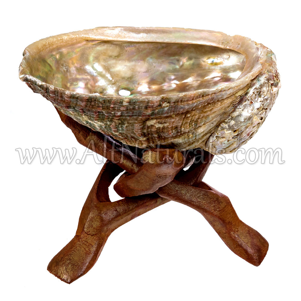 4" Mini Hand-selected Premium Abalone Shell with 4" Wooden Cobra Stand