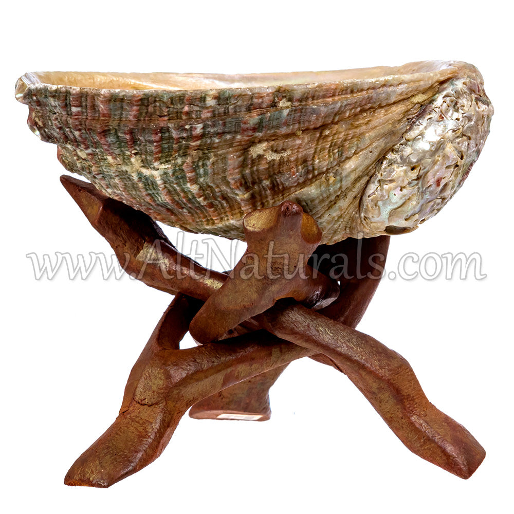 4" Mini Hand-selected Premium Abalone Shell with 4" Wooden Cobra Stand