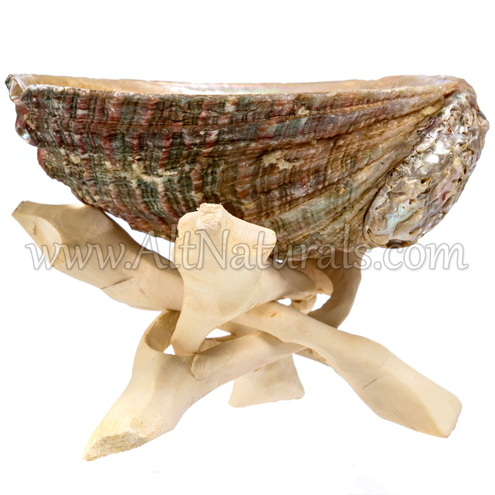 4" Mini Hand-selected Premium Abalone Shell with 4" Wooden Cobra Stand