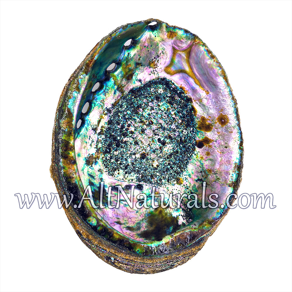 Abalone Shells for Smudging, Decoration, and More (4" - 7" Size)