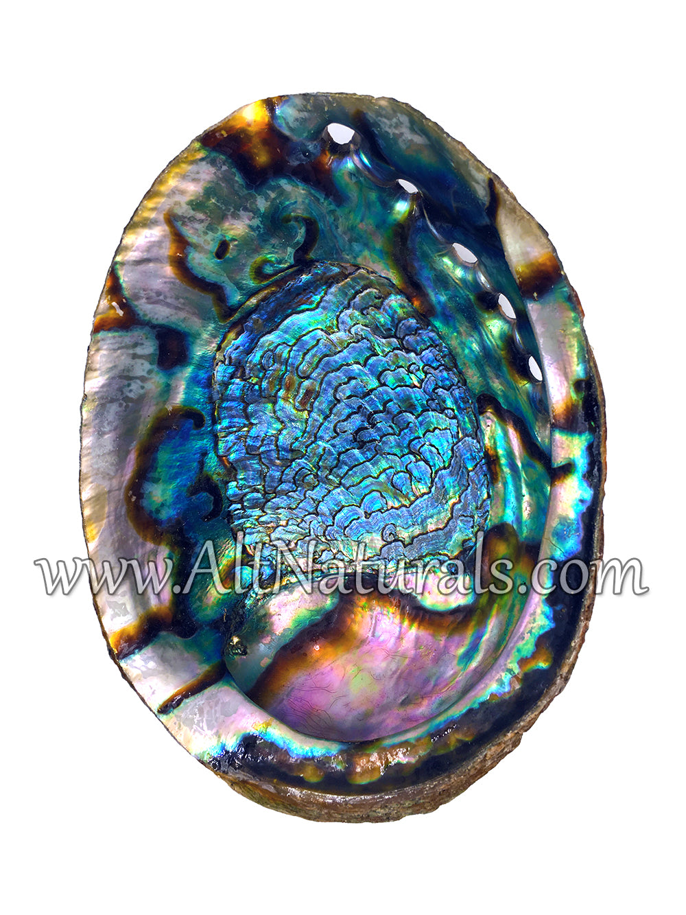 Abalone Shells for Smudging, Decoration, and More (4" - 7" Size)